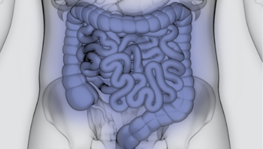 Illustration depicting the gastrointestinal (GI) tract or gut, where GEP-NETs are mostly found.
