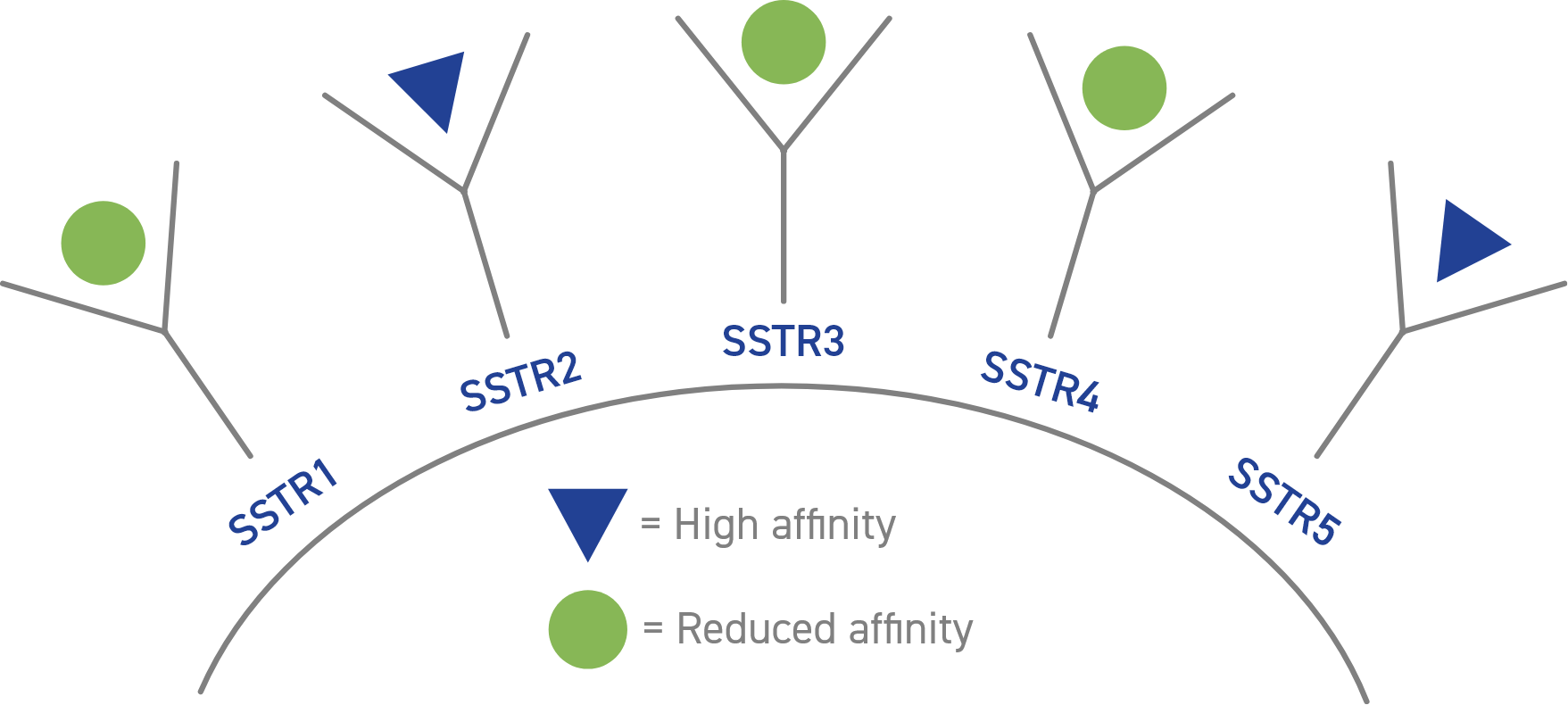 Targeted affinity for the receptors that affect GH and IGF-1