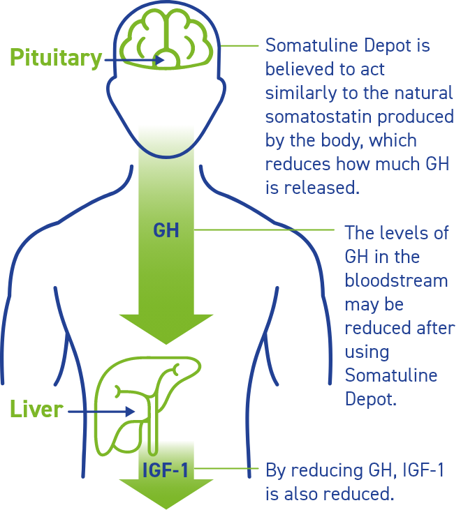 Diagram illustrating how Somatuline Depot works to reduce the amount of growth hormone (or GH) in the body
