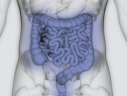 Intestinal-tract.